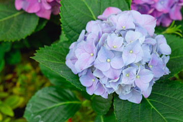 Hydrangea or hortensia flower, blooming in spring and summer.