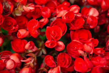 Begonia flowers texture full blooming in garden,Begonia tuberhybrida