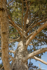 Fototapeta premium Very Climbable Tree with Many Thick Branches