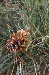 Pine Cone Within Pine Needles Vertical