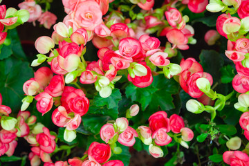 Begonia flowers texture full blooming in garden,Begonia tuberhybrida