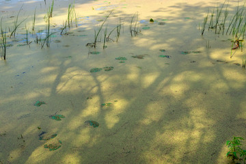 Lemna closed lake and plants