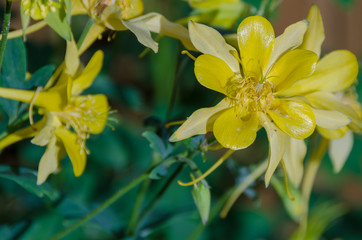 Fototapeta na wymiar Bright Yellow Flowers Closeup