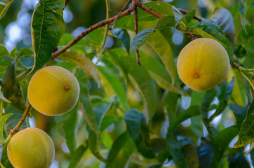 Three Peaches in Tree