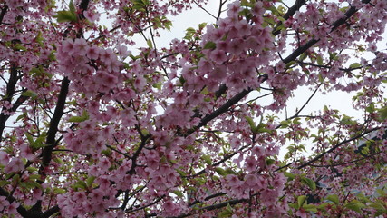 Fototapeta premium 桜