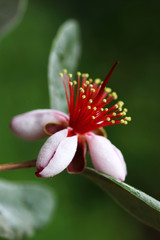 Mediterranean The feijoa, or pineapple guava flower- Feijoa sellowiana