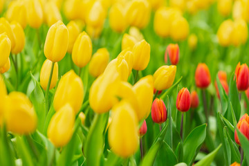 Colorful tulips in the flower garden,Tulip field.