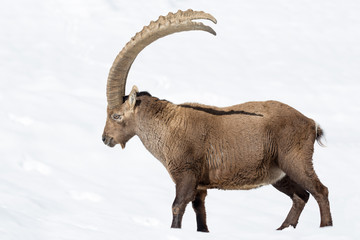 Il re delle Alpi, stambecco (Capra ibex)