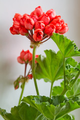 Geraniums with tulip flowers