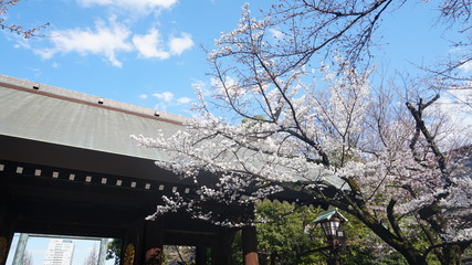 門と桜