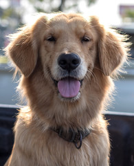 Golden Retriever Dog Face Tongue.