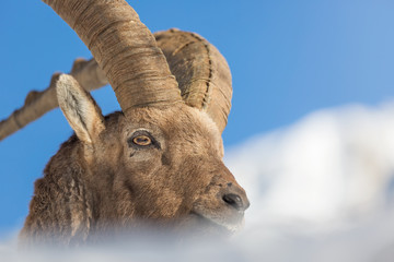 Il re delle Alpi, stambecco (Capra ibex)