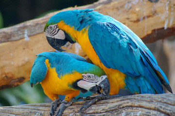 Macaw - beautiful tropical parrots