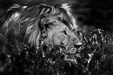Lions in the savannah (B & W)