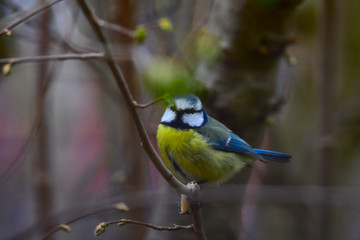 Obraz premium Blue tit on a branch