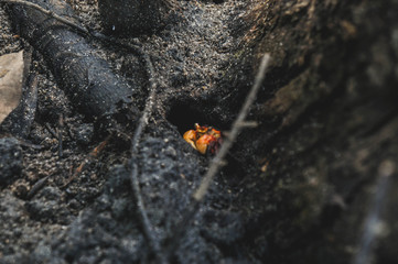  CRAB