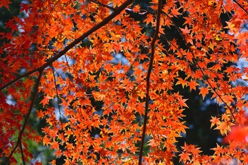 Rred maple leaves in autumn