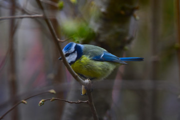 Blue tit on a branch