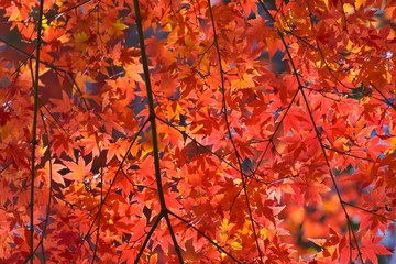 Rred maple leaves in autumn