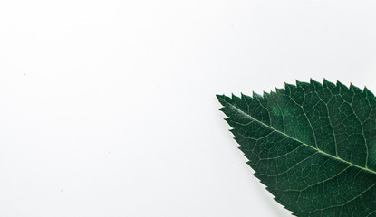 Green leaves isolated in white background,with bright lighting