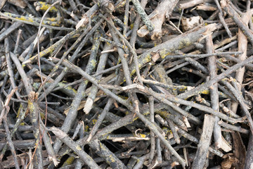 closeup of pile of brushwood