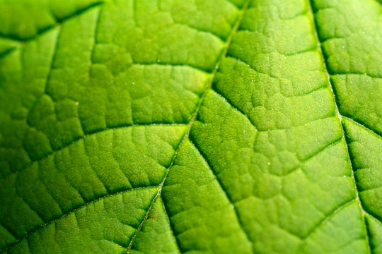 Blatt in Makroaufnahme