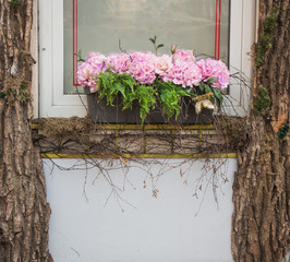 flowers on a windowsill