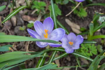 spring violet-blue crocuses close-up