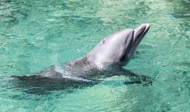 swimming dolphin in the israel city eilat