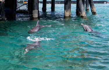 three swimming dolphins in the israel city eilat