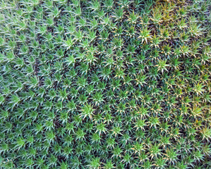 background of green leaves
