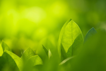 Close up beautiful view of nature green leaves on blurred greenery tree background with sunlight in public garden park. It is landscape ecology and copy space for wallpaper and backdrop.