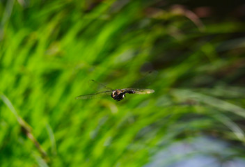 A dragonfly flying over grass field