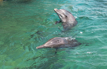 two swimming dolphins in the israel city eilat