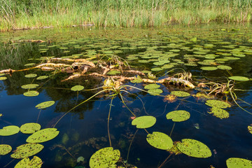 Water lily roots surface. Water lily flower. Tree root pattern. Tree roots. Lotus blossom. Herbal plant.