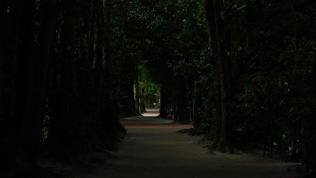 備瀬のフクギ並木