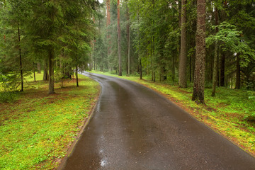 Fototapeta na wymiar Asphalt road through the forest on a rainy day