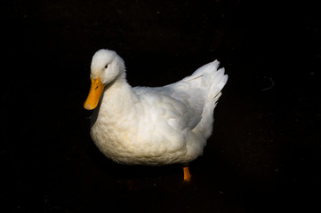 Duck on a black background