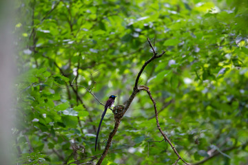 初夏のサンコウチョウ