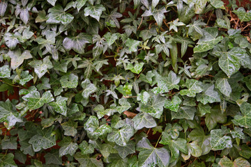 Natural background: Lonicera or Honeysuckle growing on a red brick wall