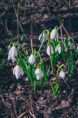 snowdrops in snow