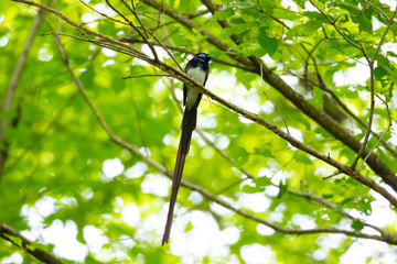 初夏のサンコウチョウ