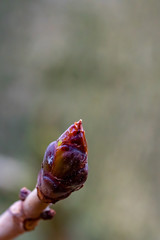 aufstrebende Knospe