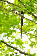 初夏のサンコウチョウ