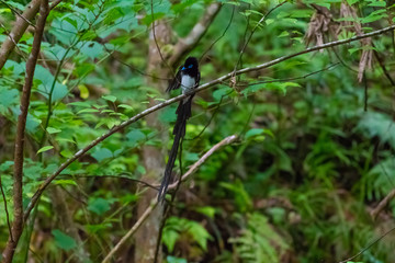 初夏のサンコウチョウ