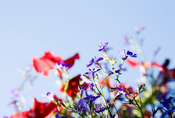 Flowers in sunlight, colorful flowers, selective focus