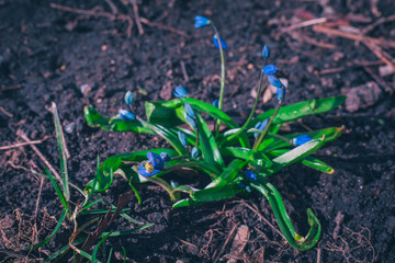 plants in the garden