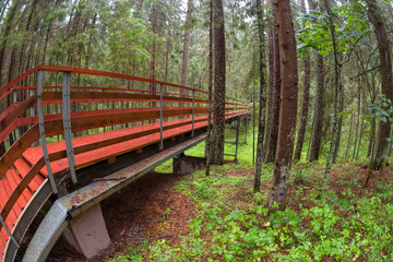 Wooden bridge over a ravine in a forest on a rainy summer day