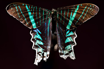 papillon "chinois vert" URANIA LEILUS © jgd.cannes