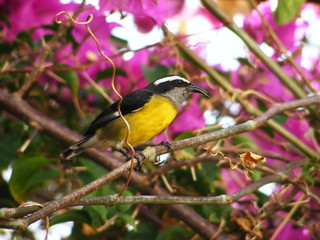 Bananaquit (Coereba flaveola) in Bougainvilla (Bougainvillea glabra)